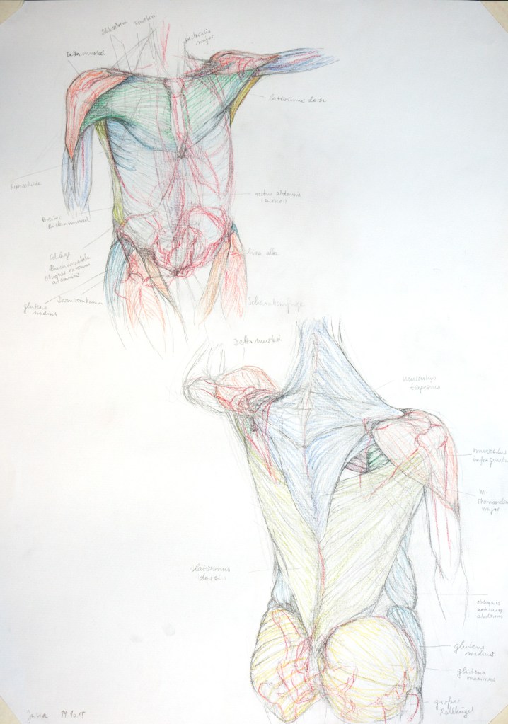 Muskulatur Torso